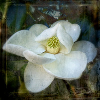 Magnolia Blossom Spring '13