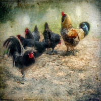 Rooster and Hens